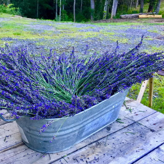 Lavender Sachet
